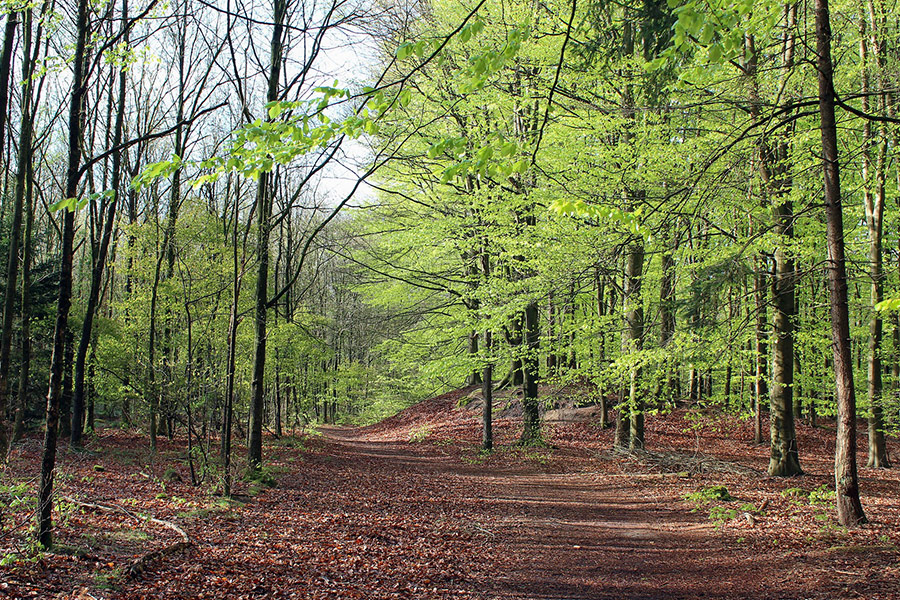 Spring season landscape nature