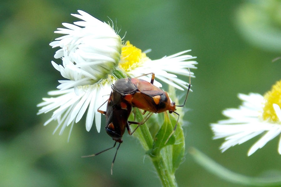 Bugs in pair