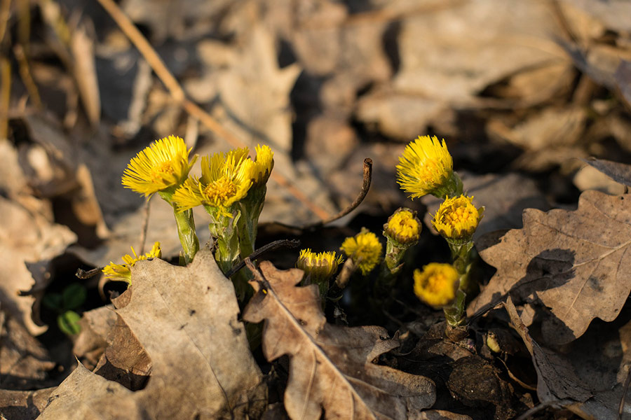 Spring yellow flower growing
