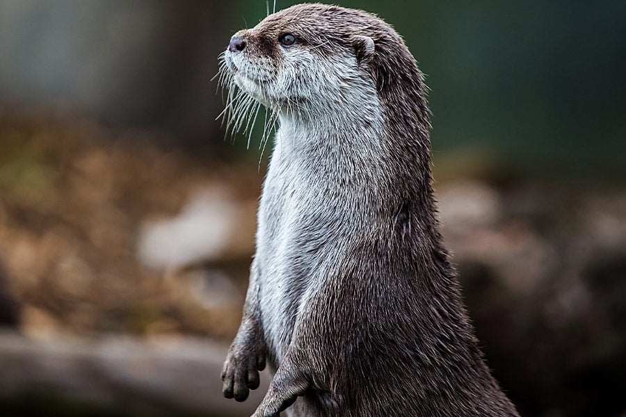 Otter