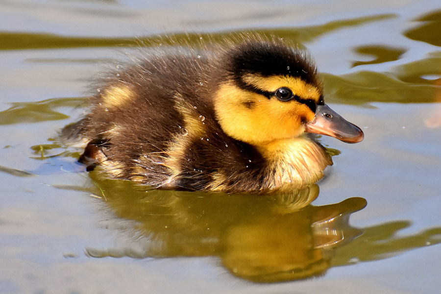 Duckling swimming