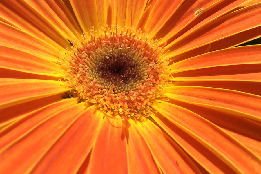 Daisy floral yellow bloom