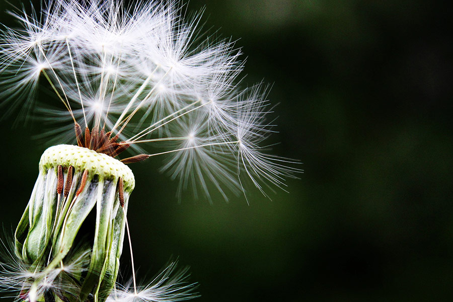 Close up dandelion seeds