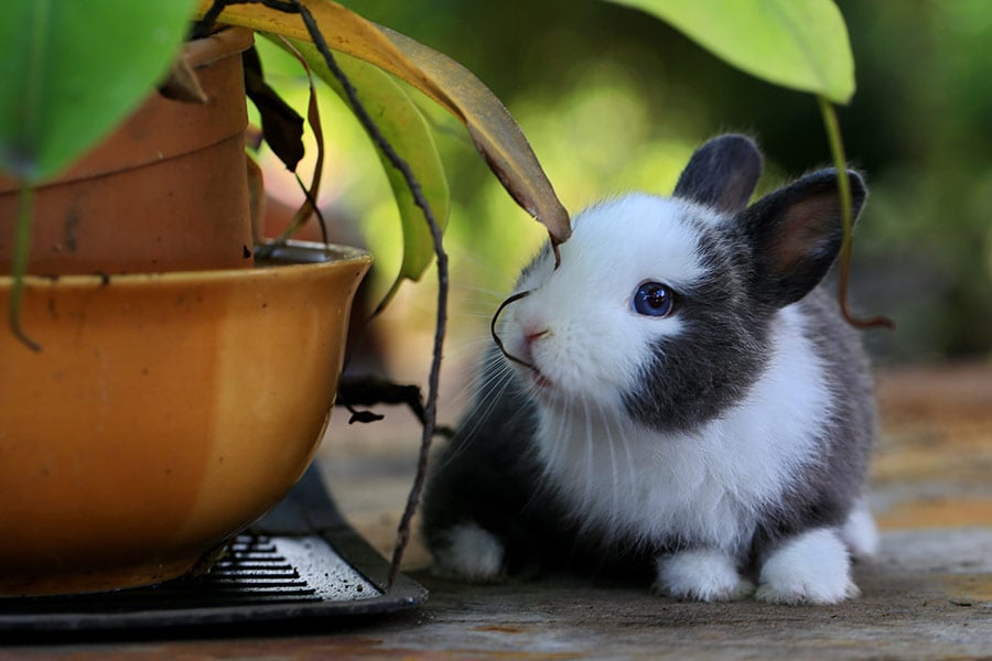 Black and white bunny rabbit