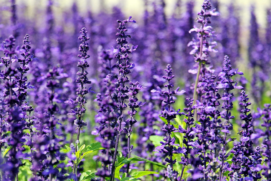 Field of lavender