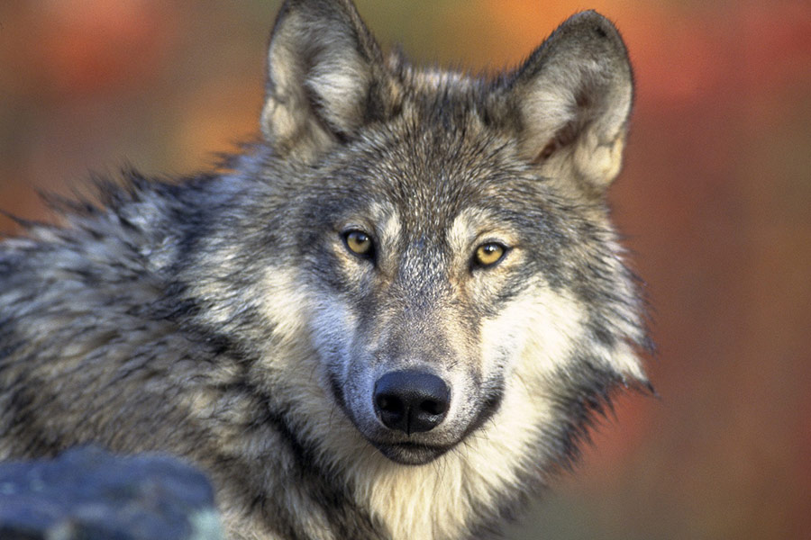 Canidae gray wolf