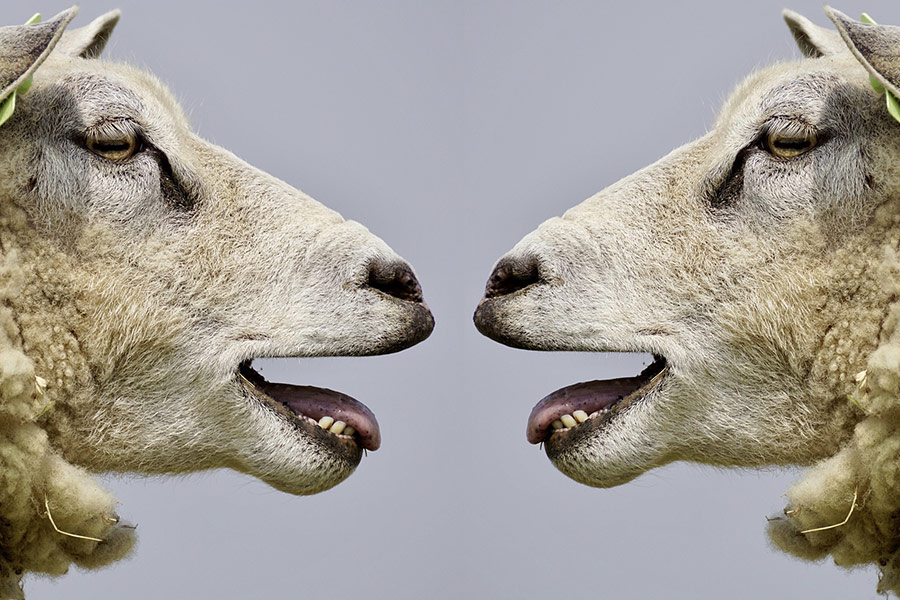 Sheeps bleat communication