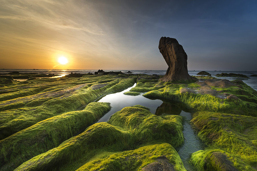 Coast algae green background