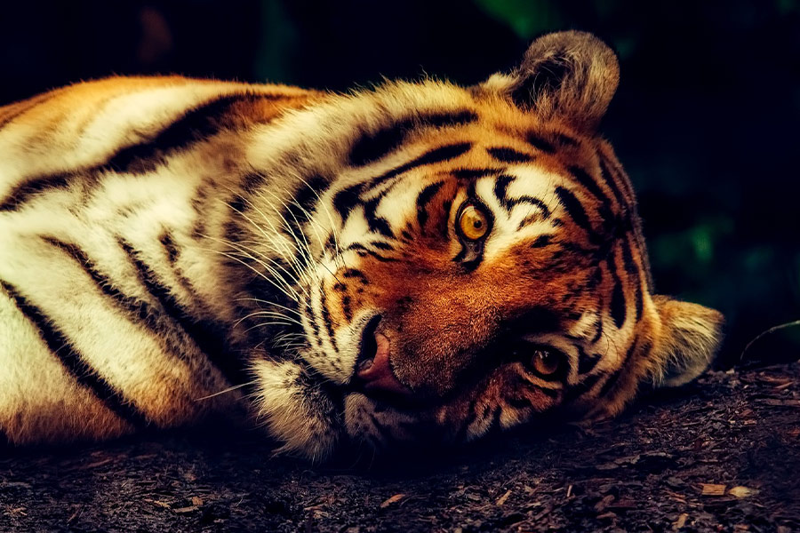 Close up tiger laying