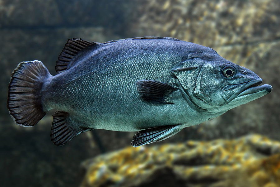 Underwater black fish