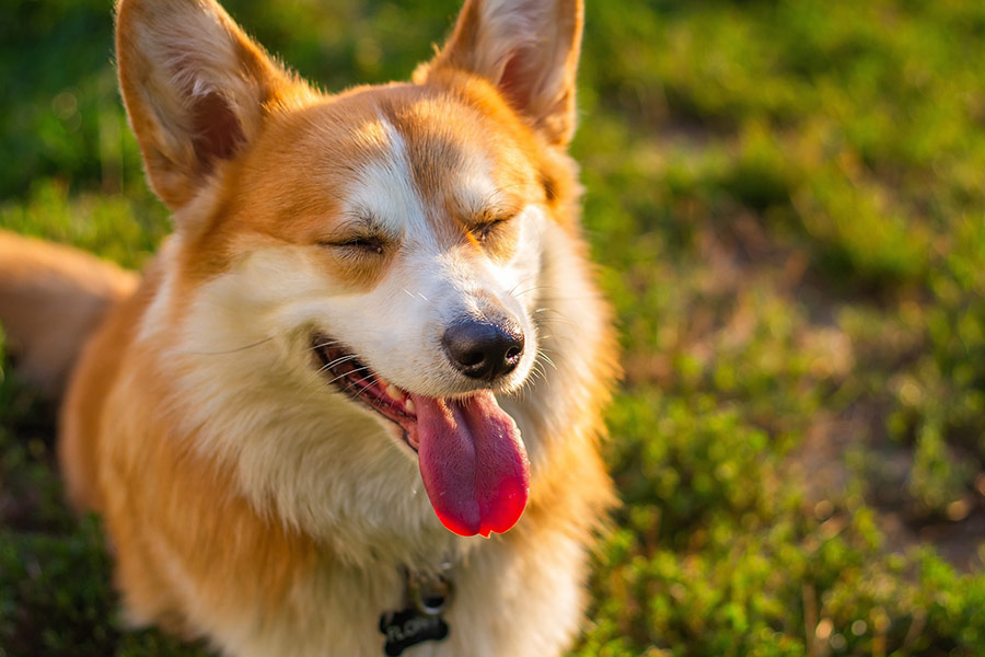 Canine dog tongue out