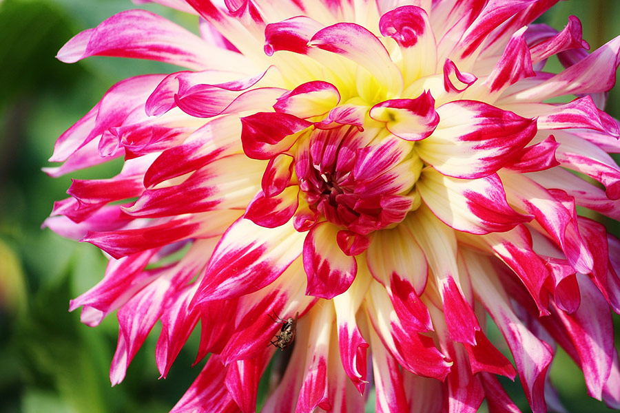 Aster flower blossom