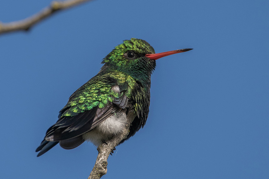 Belliend emerald humming bird
