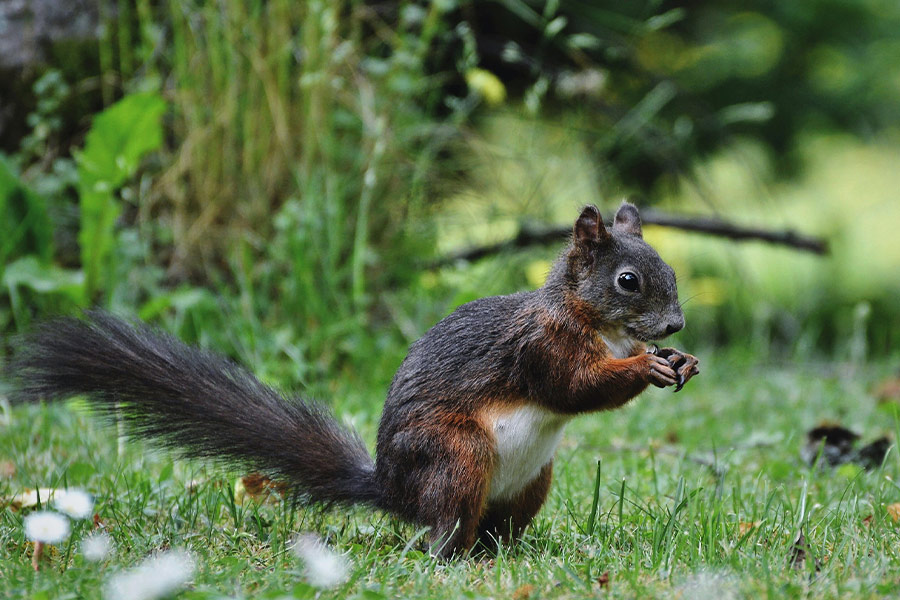 Picking food squirrel