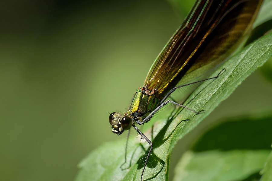 Dragonfly insect