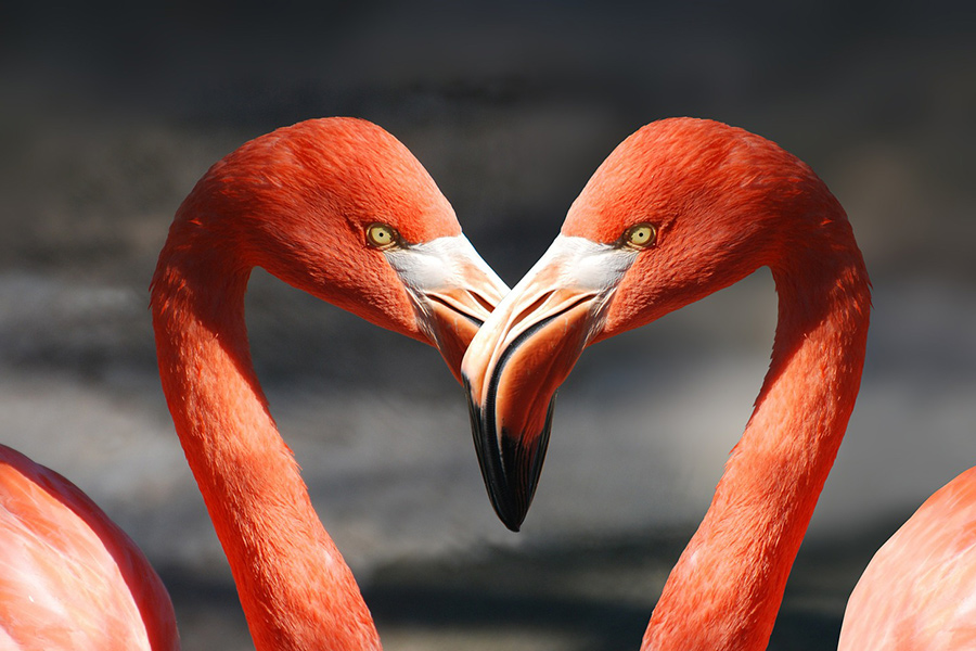 Flamingo valentine heart