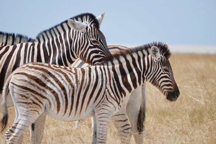 Group of zebra