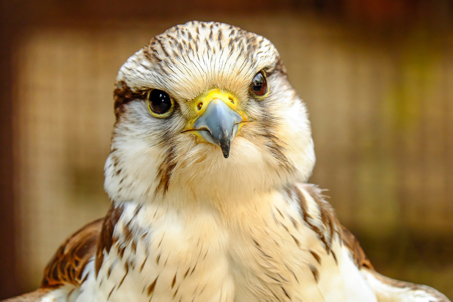 Gyrfalcon