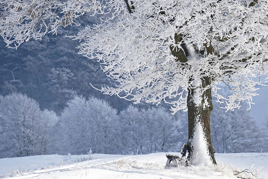 Winter time bank tree