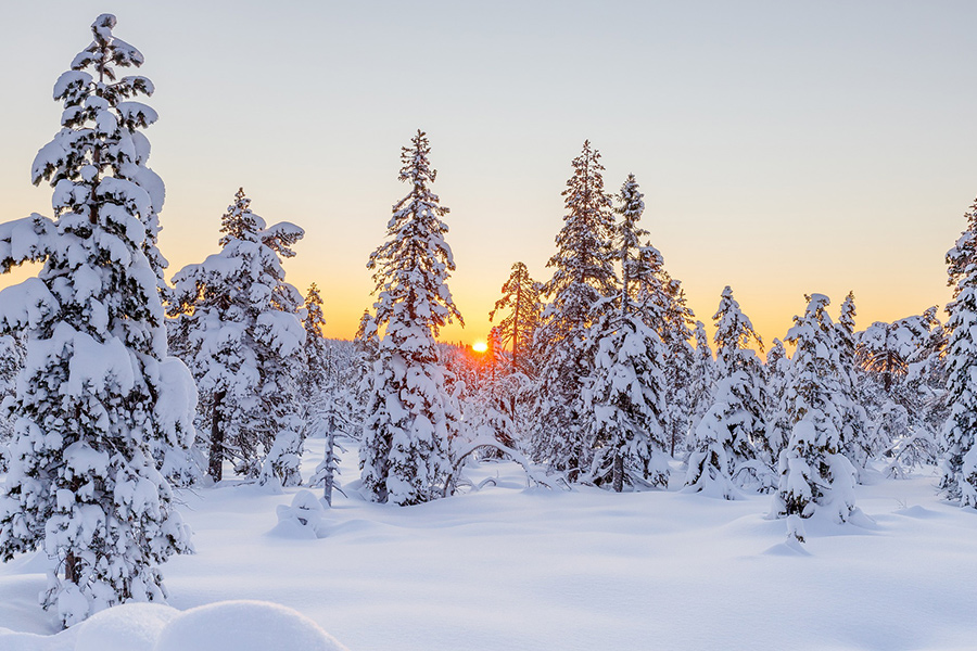Hoar frost snowy winter