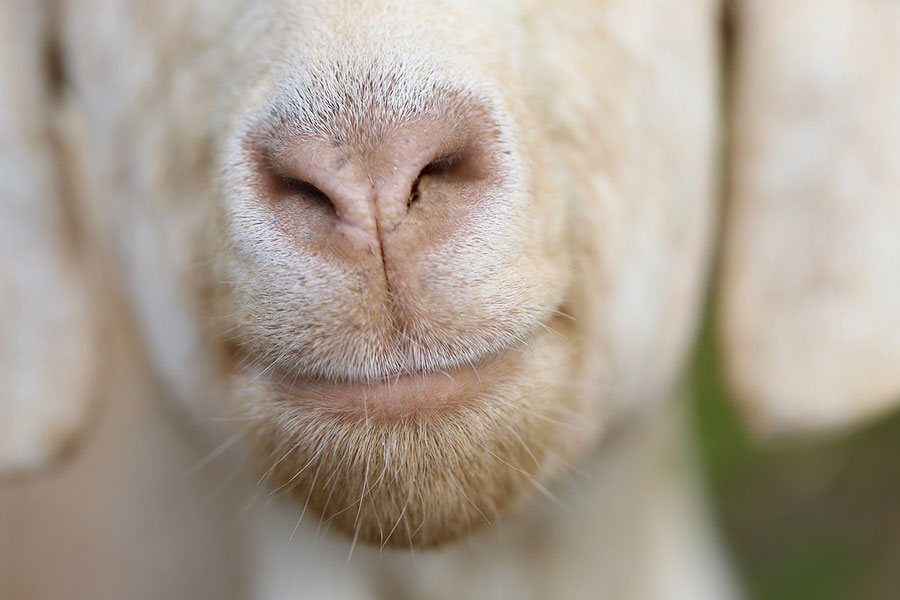 Snorted goat mouth