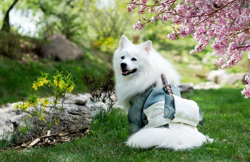 Samurai dog