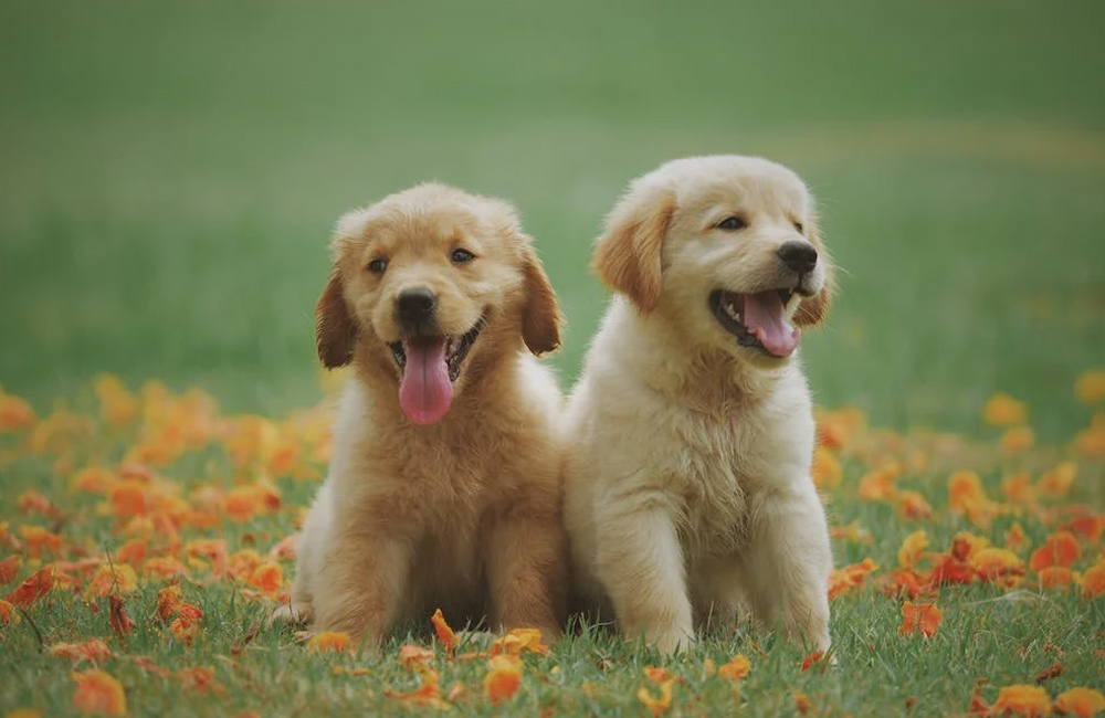 Labrador Retriever dogs