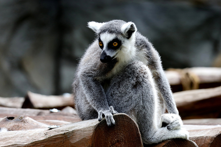 Lemur fierce species