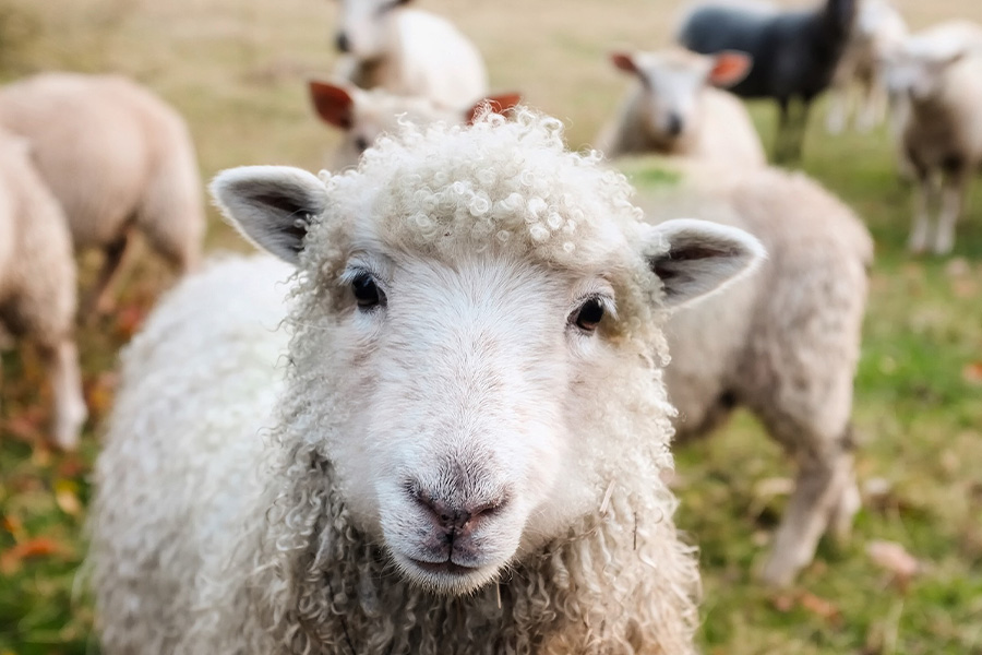 Close up sheeps Ireland