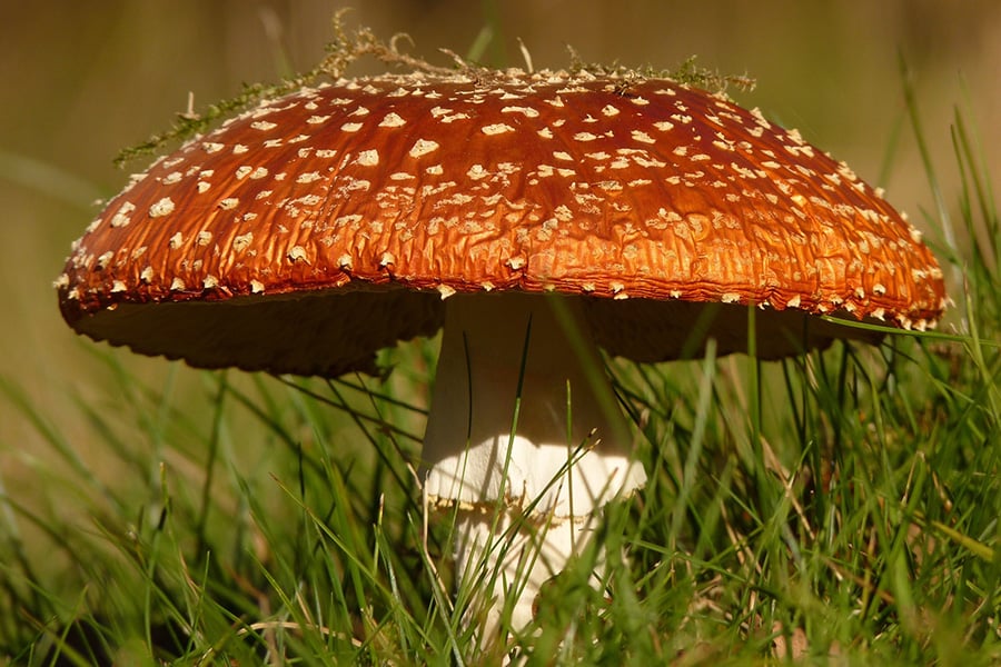 Red mushroom fly agaric