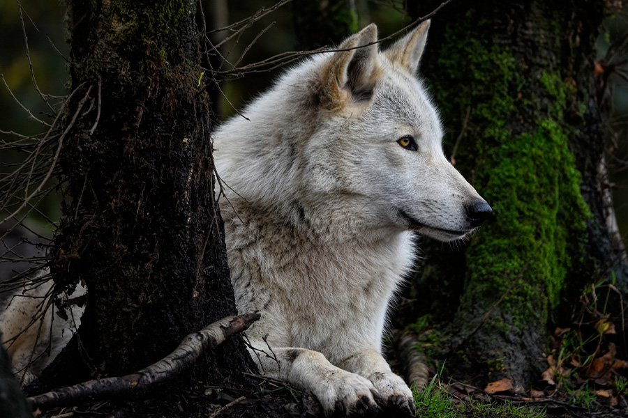 Grey wolf canine