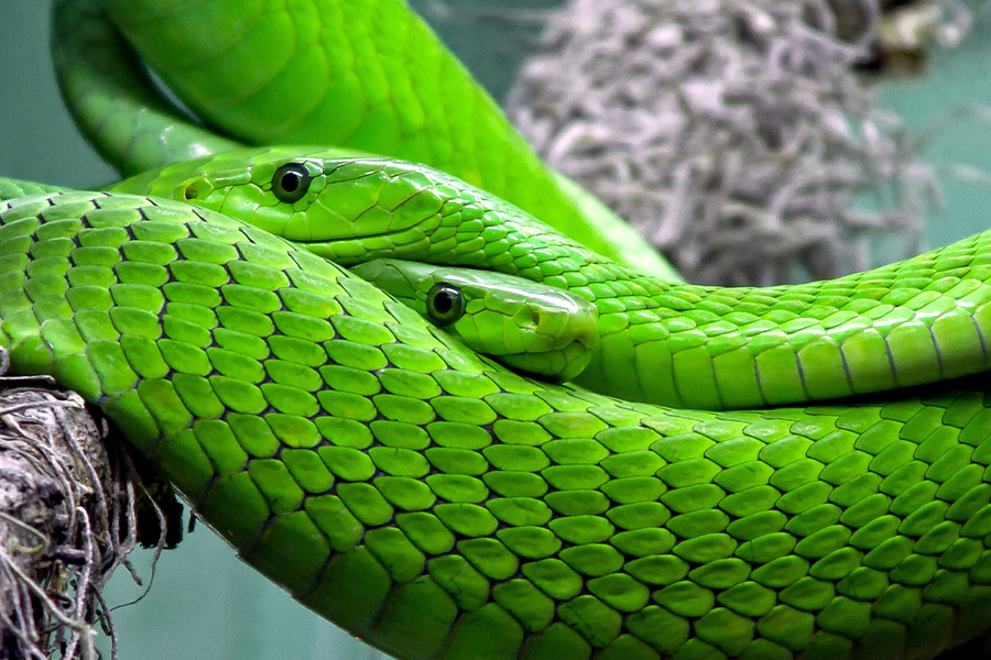 Two green snakes