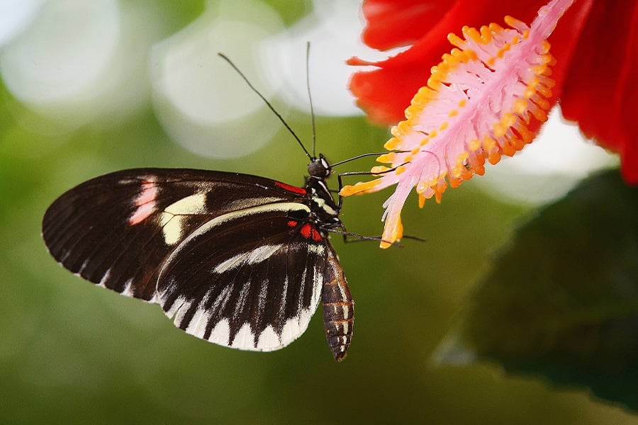 Butterfly papilio rumanzovia