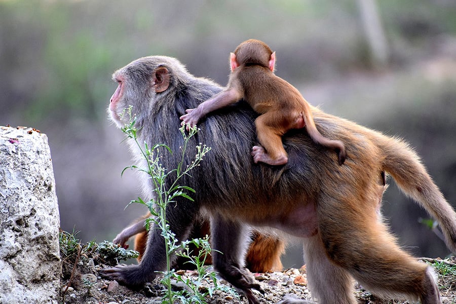 Baby monkey and mother