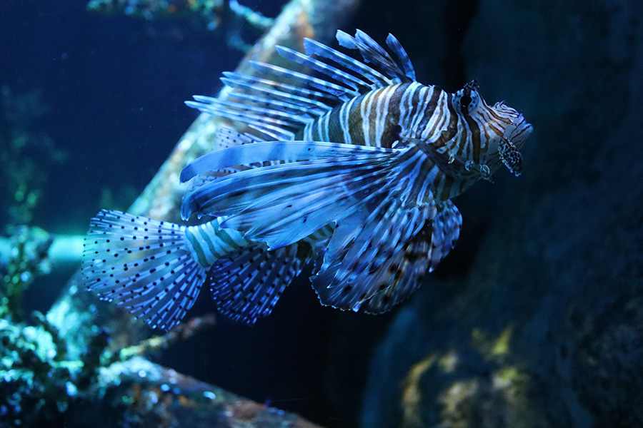 Underwater lion fish