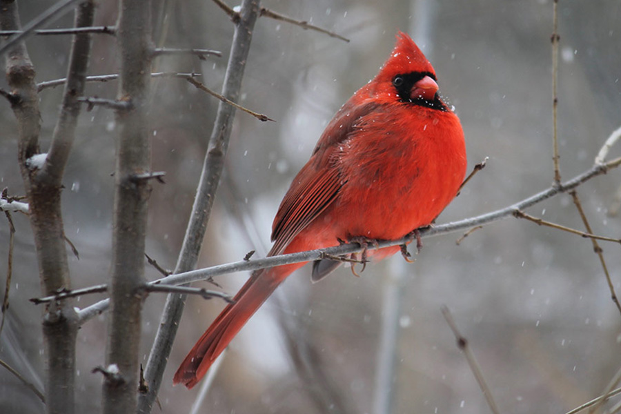Red cardinal bird on tree branch