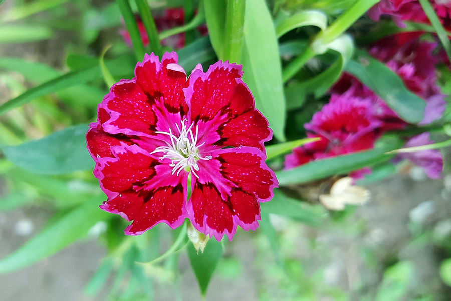Red dianthus