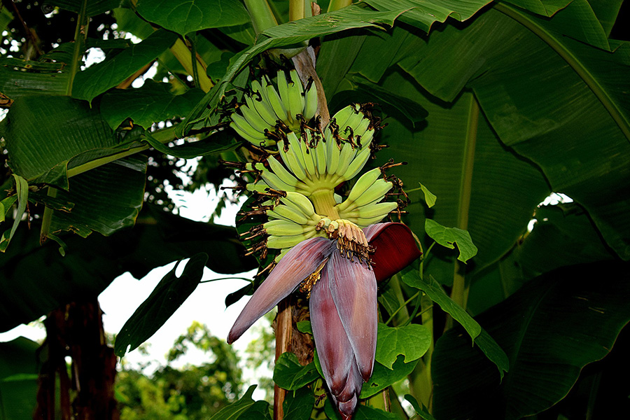 Raw banana fruit plant