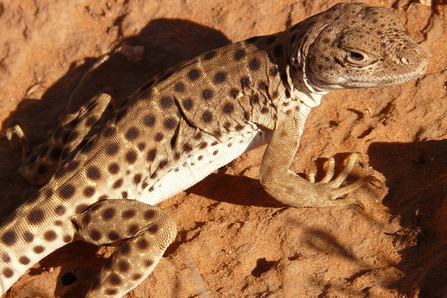 Desert lizard animal