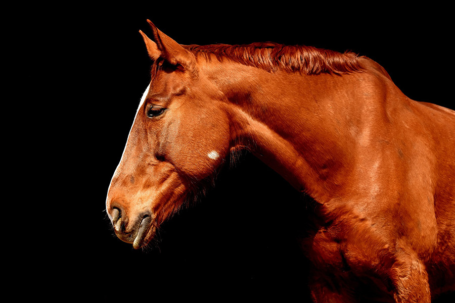 Stallion brown portrait