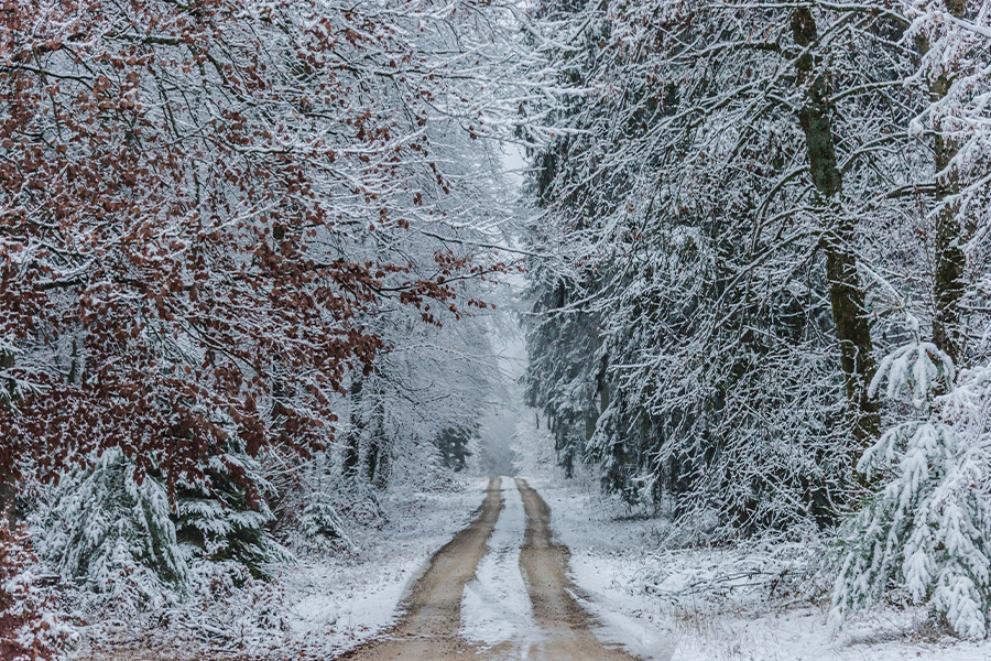 Snow covered trees landscape