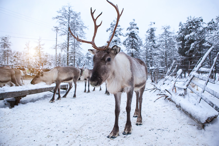 Herd reindeers the tundra