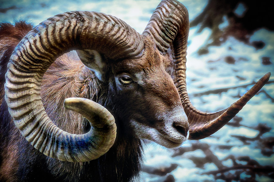 Mouflon sheep head horns