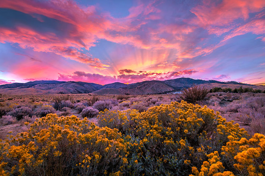 Sagebrush bloom Eastern slope Sierra Nevadas