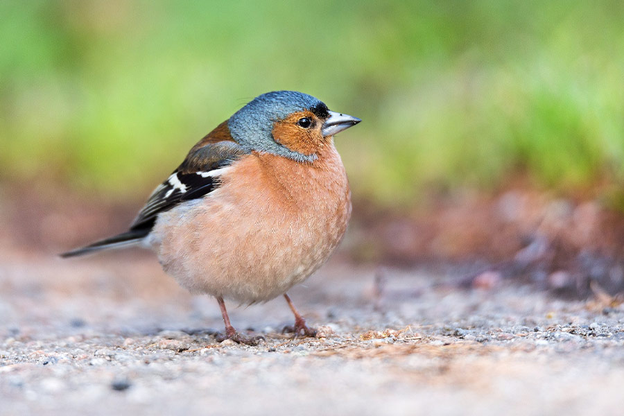 Chaffinch ave bird