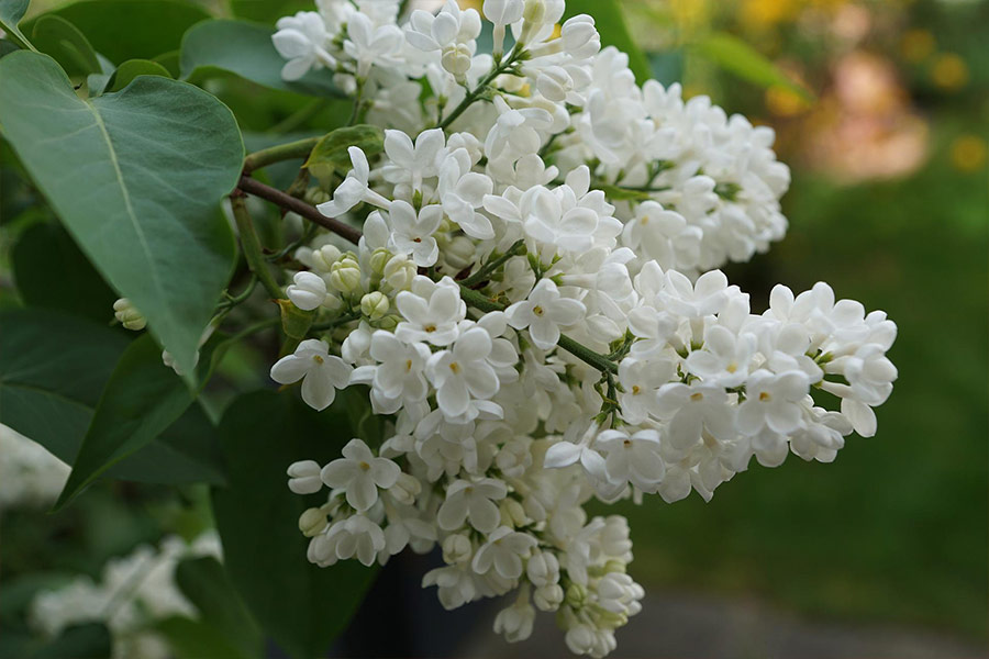 White lilac blossom