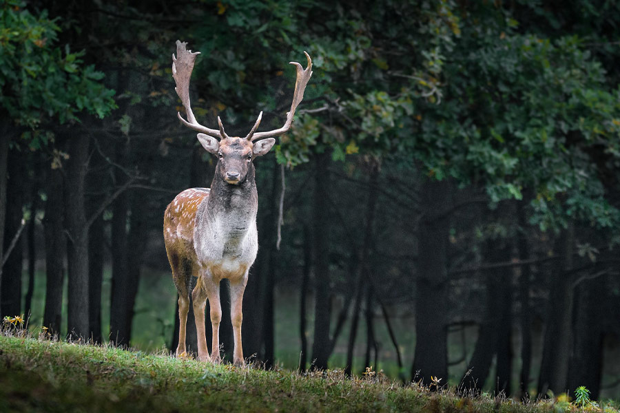 Stag fallow deer