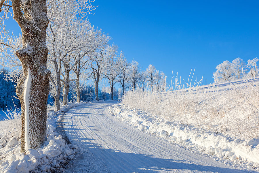 Tree lined winter road