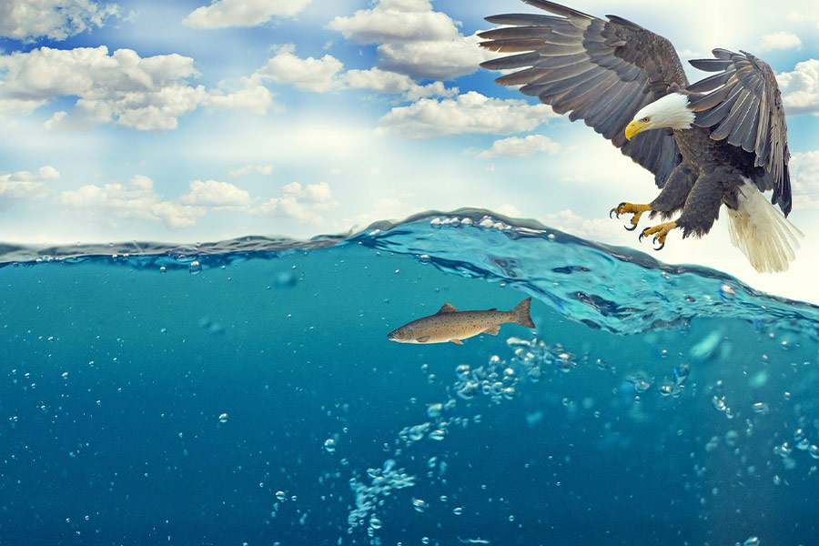 White tailed eagle hunting fish