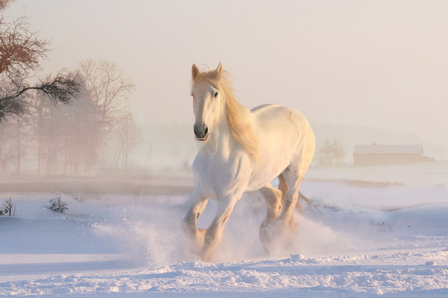 White horse running winter time